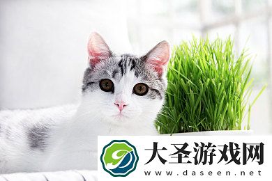 日本**XXXⅩ多毛XXX｜揭秘日本**独特魅力