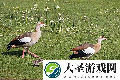 爱情岛