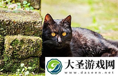 黄色软件下载3.0.3oppo｜OPPO黄色软件下载3.0.3版揭秘
