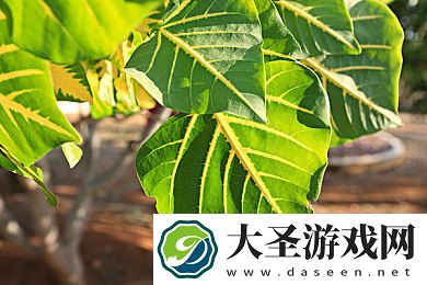 红桃视频入口成免费人入口