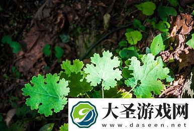 love直直播app下载｜畅游直播新纪元