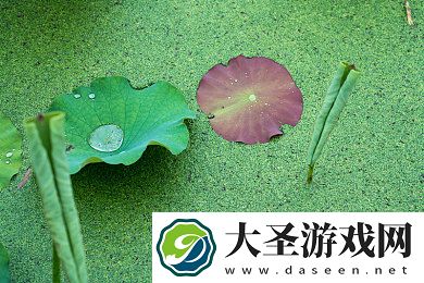 单机内购游戏