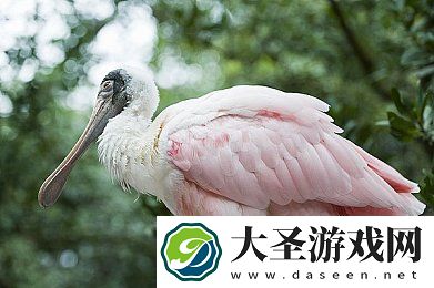 天天射天天