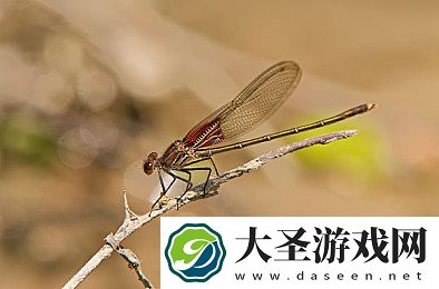 蕾丝视频苏州晶体