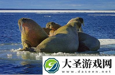 动态壁纸下载