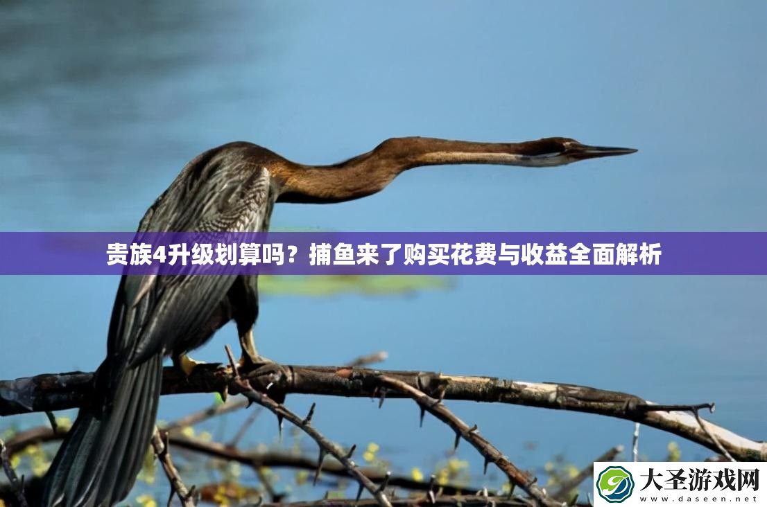 贵族4升级划算吗
