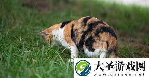 黄色软件app下载3.0.3免费2023｜焕新体验