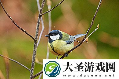 干操网
