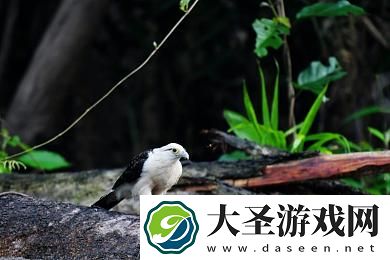 真实的缅甸北部视频｜揭开缅甸北部神秘面纱