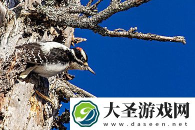 成人H漫在线看免费入口｜网络迷雾中的警示