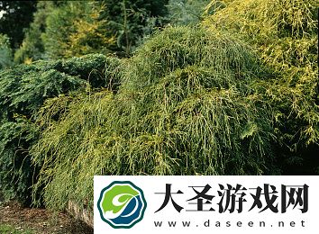 爱丫爱丫影院在线视频｜沉浸式观影新体验