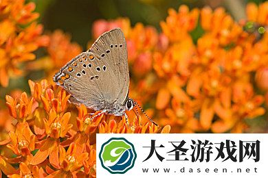 花季传媒APP