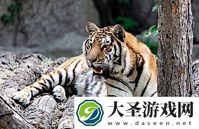 老司机动态福利gif图出处｜趣味横生！老司机动态福利gif图成网络热门