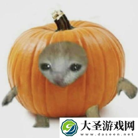 水果猫表情包大全动图