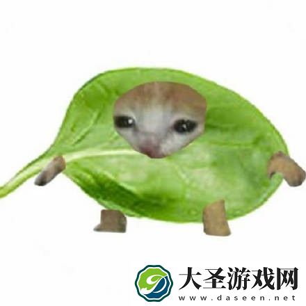 水果猫表情包大全动图