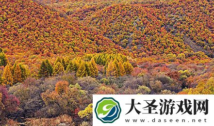 无人观看的高清电视剧｜高清剧集遭遇冷遇