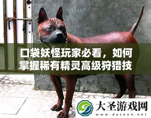 口袋妖怪玩家必看