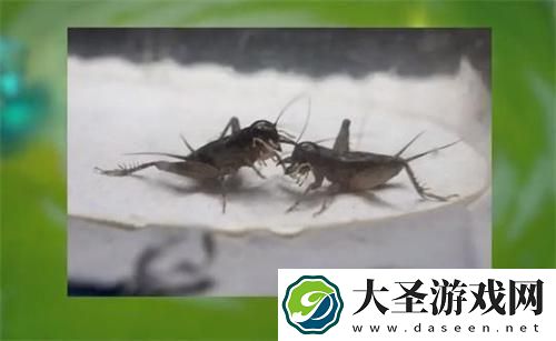 零基础怎么玩金铲铲之战