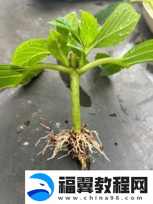 韩式72种扦插方式让你爱不释手