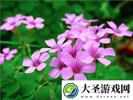 三叶草