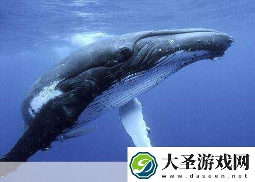 探索神奇海洋