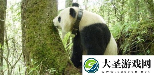 微博大熊猫会冬眠吗