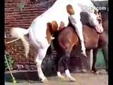 Zoom动物人配人马上线
