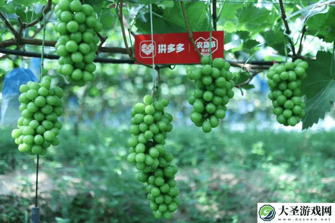 拼多多“千亿扶持”助力农业