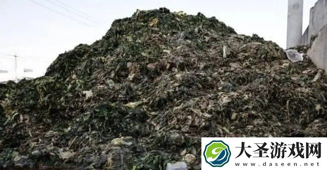 玉蕾橄榄菜竟用腐烂原材料制作