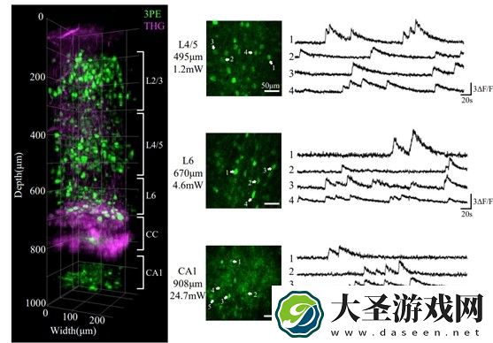 我国科学家首次实现小鼠“深脑成像”