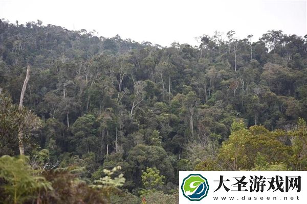 中国科学家在非洲发现消失百余年的濒危植物