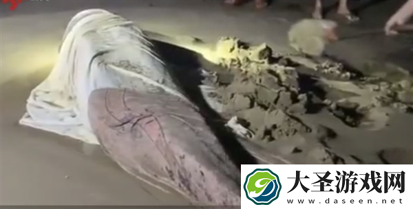 三亚出现3米多抹香鲸受伤搁浅