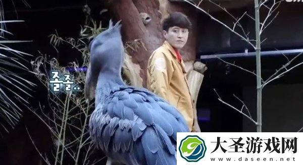 韩国雄性鲸头鹳Shoebill爱上饲养员