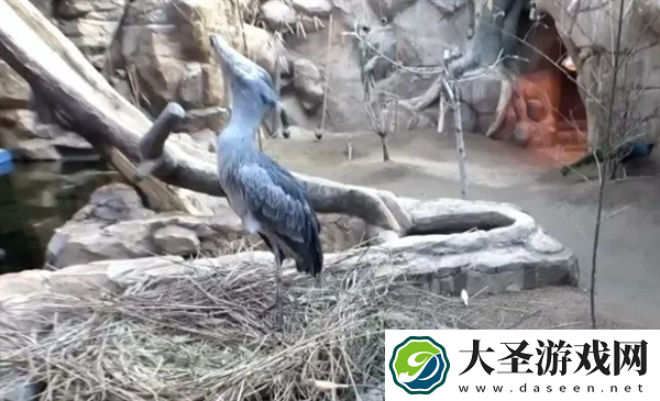 韩国雄性鲸头鹳Shoebill爱上饲养员