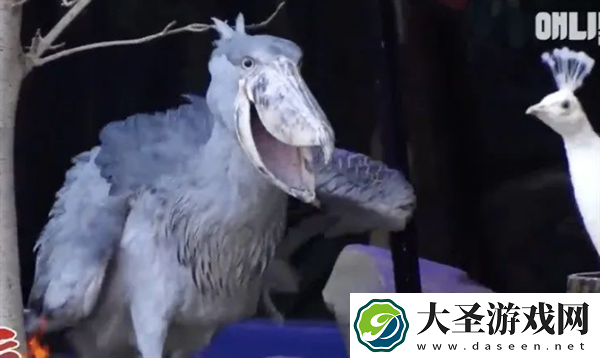 韩国雄性鲸头鹳Shoebill爱上饲养员