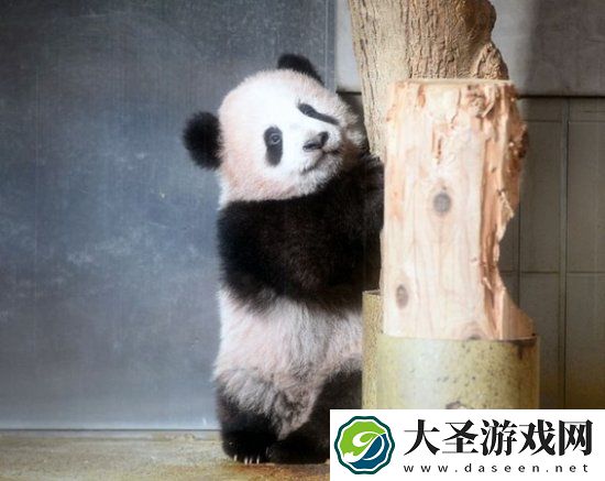 旅日大熊猫香香即将于2月21日回到中国