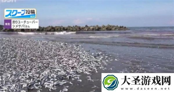 日本沙滩惊现大量沙丁鱼