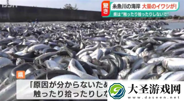 日本沙滩惊现大量沙丁鱼